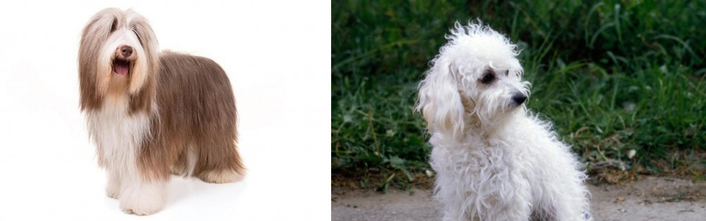 Bolognese vs Bearded Collie - Breed Comparison