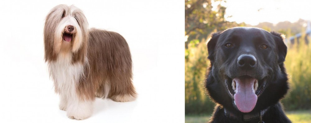 Borador vs Bearded Collie - Breed Comparison