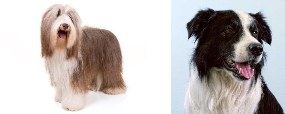 Border Collie vs Bearded Collie - Breed Comparison