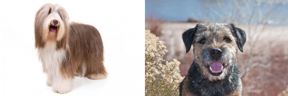 Border Terrier vs Bearded Collie - Breed Comparison