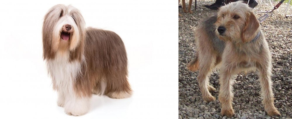 Bosnian Coarse-Haired Hound vs Bearded Collie - Breed Comparison