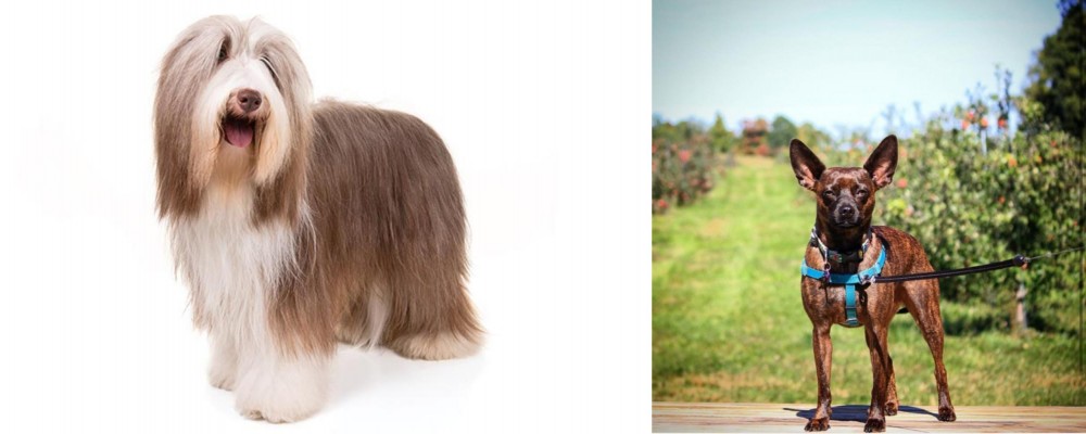 Bospin vs Bearded Collie - Breed Comparison
