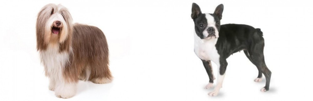 Boston Terrier vs Bearded Collie - Breed Comparison
