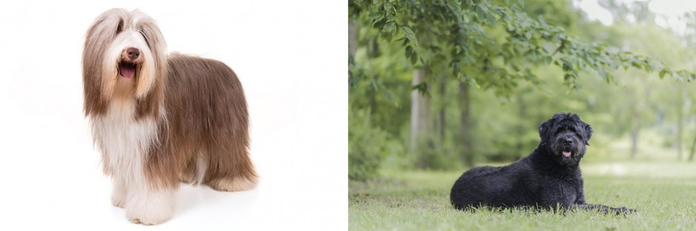Bouvier des Flandres vs Bearded Collie - Breed Comparison