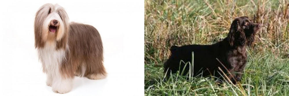 Boykin Spaniel vs Bearded Collie - Breed Comparison