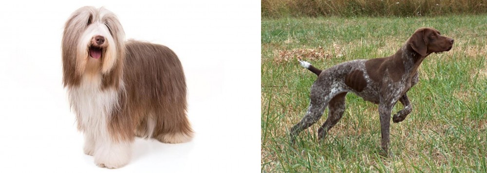 Braque Francais vs Bearded Collie - Breed Comparison