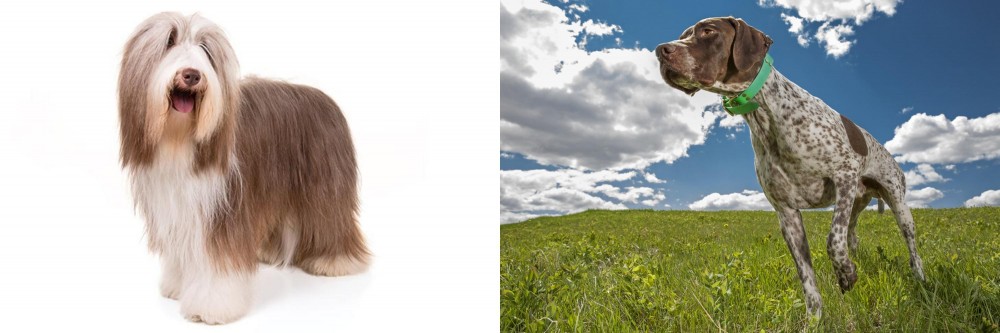 Braque Francais (Pyrenean Type) vs Bearded Collie - Breed Comparison