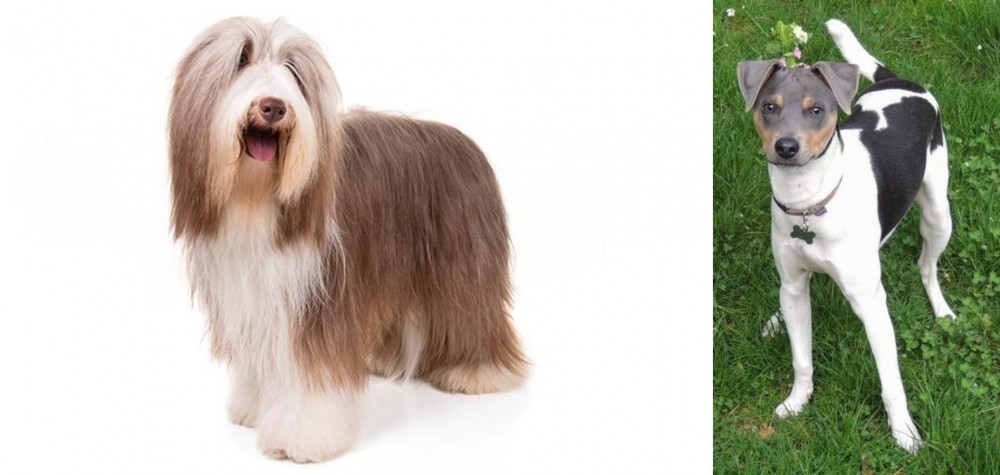 Brazilian Terrier vs Bearded Collie - Breed Comparison