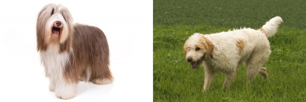 Briquet Griffon Vendeen vs Bearded Collie - Breed Comparison