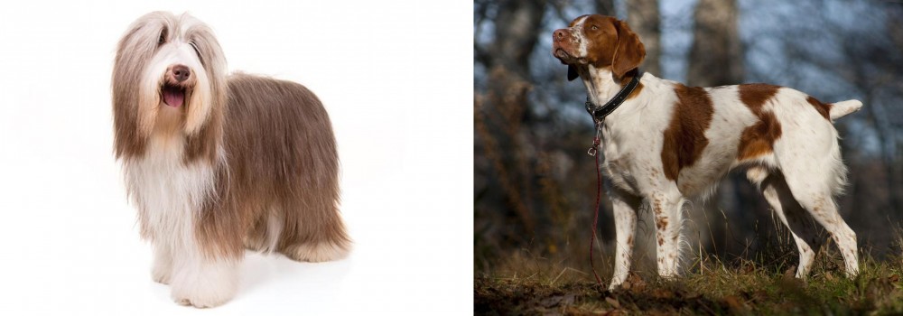 Brittany vs Bearded Collie - Breed Comparison