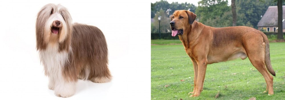 Broholmer vs Bearded Collie - Breed Comparison