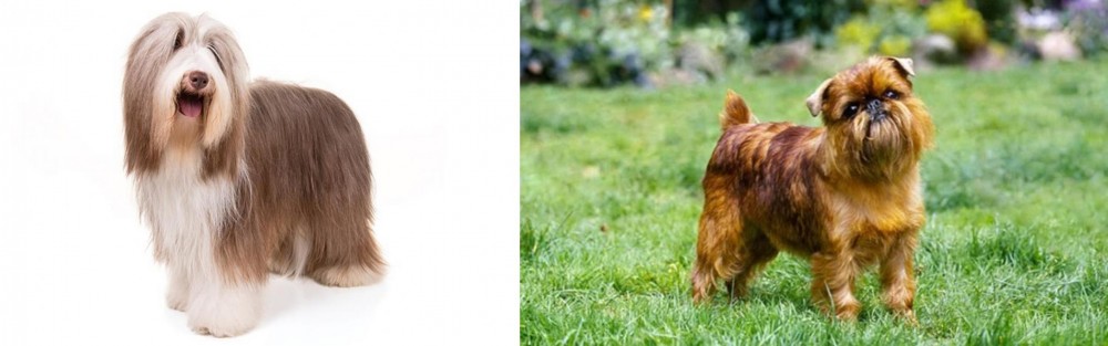 Brussels Griffon vs Bearded Collie - Breed Comparison