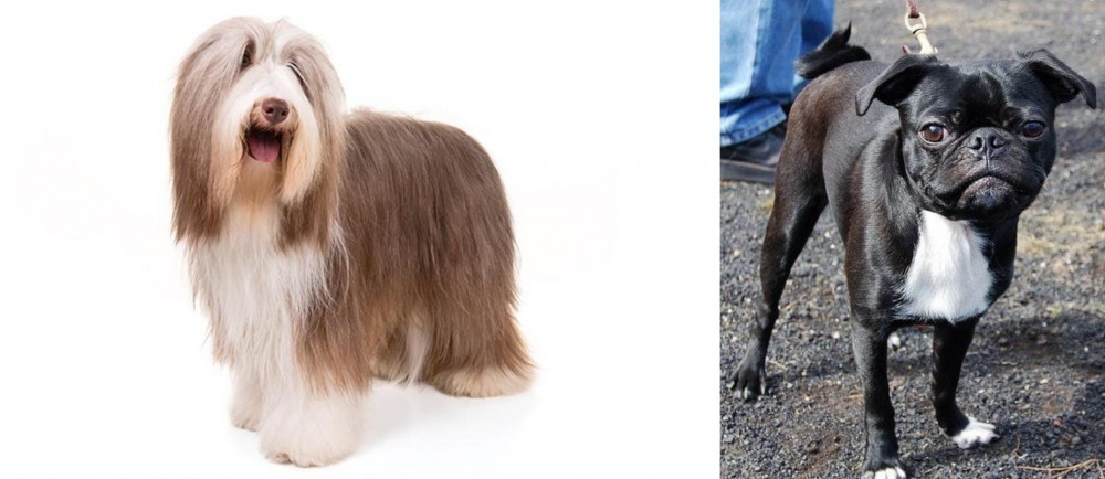 Bugg vs Bearded Collie - Breed Comparison