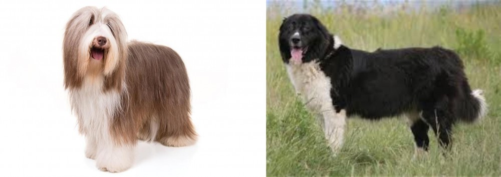 Bulgarian Shepherd vs Bearded Collie - Breed Comparison