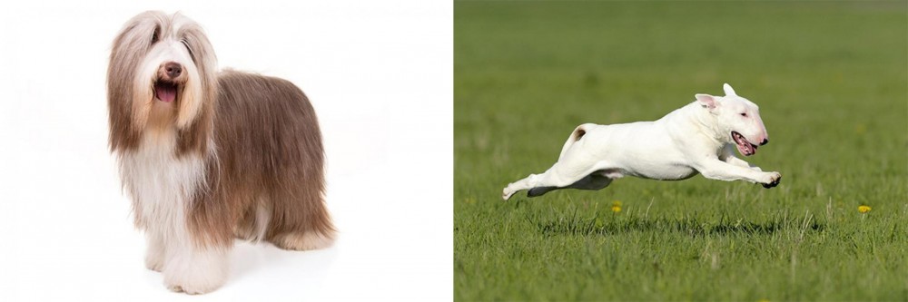 Bull Terrier vs Bearded Collie - Breed Comparison