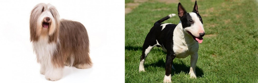 Bull Terrier Miniature vs Bearded Collie - Breed Comparison