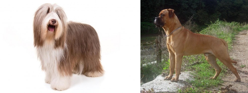 Bullmastiff vs Bearded Collie - Breed Comparison