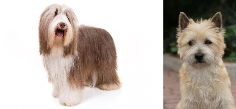 Cairn Terrier vs Bearded Collie - Breed Comparison