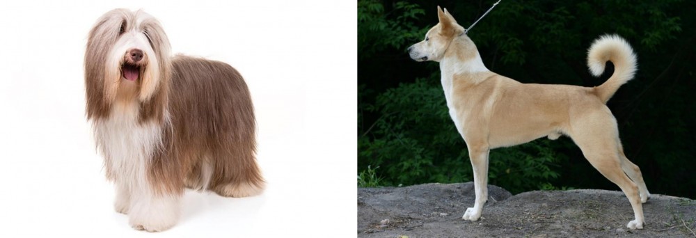 Canaan Dog vs Bearded Collie - Breed Comparison