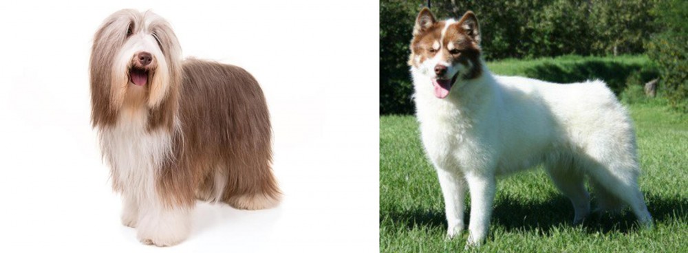 Canadian Eskimo Dog vs Bearded Collie - Breed Comparison