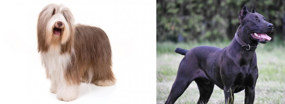 Canis Panther vs Bearded Collie - Breed Comparison