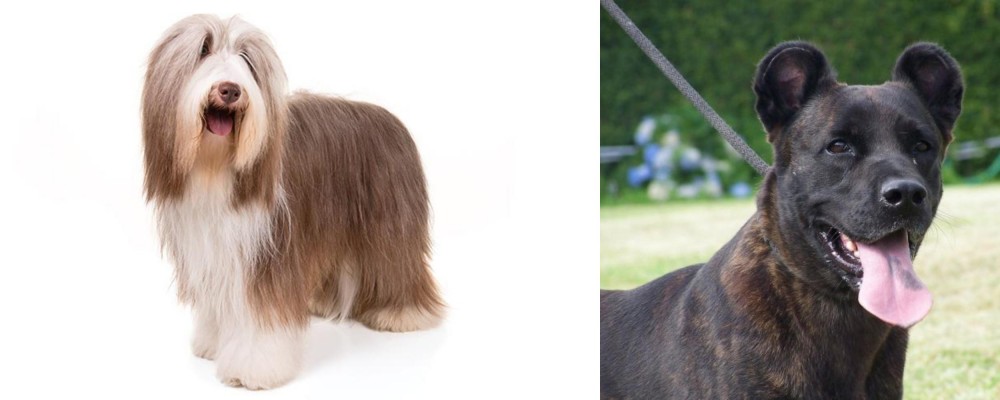 Cao Fila de Sao Miguel vs Bearded Collie - Breed Comparison