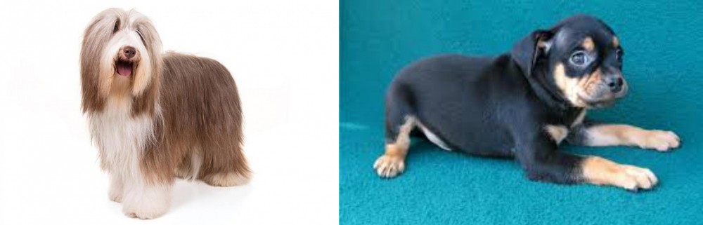 Carlin Pinscher vs Bearded Collie - Breed Comparison