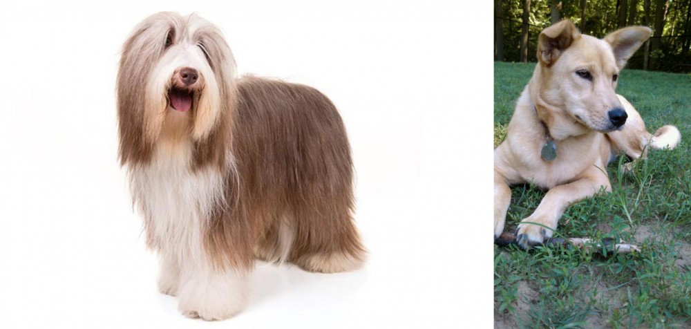 Carolina Dog vs Bearded Collie - Breed Comparison