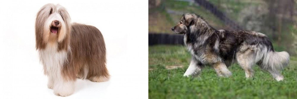 Carpatin vs Bearded Collie - Breed Comparison