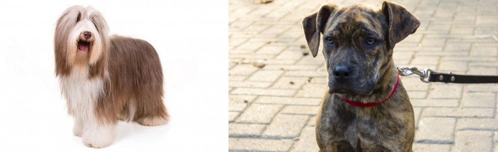 Catahoula Bulldog vs Bearded Collie - Breed Comparison