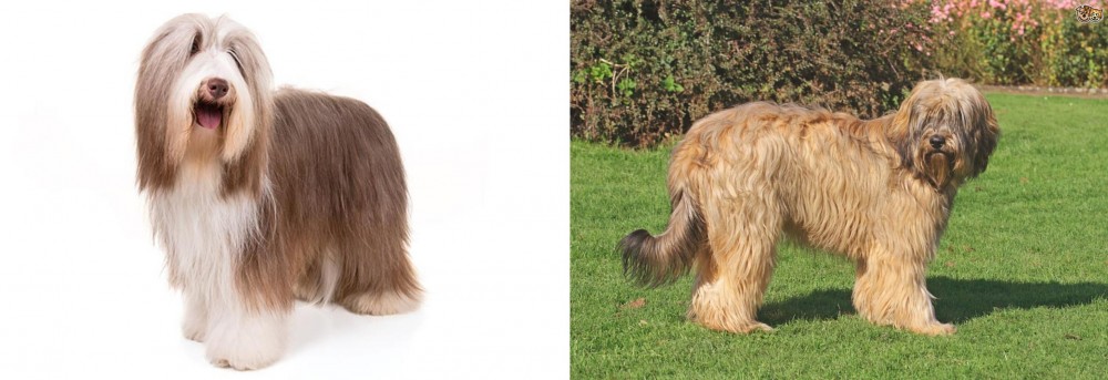 Catalan Sheepdog vs Bearded Collie - Breed Comparison