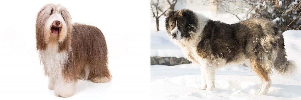 Caucasian Shepherd vs Bearded Collie - Breed Comparison