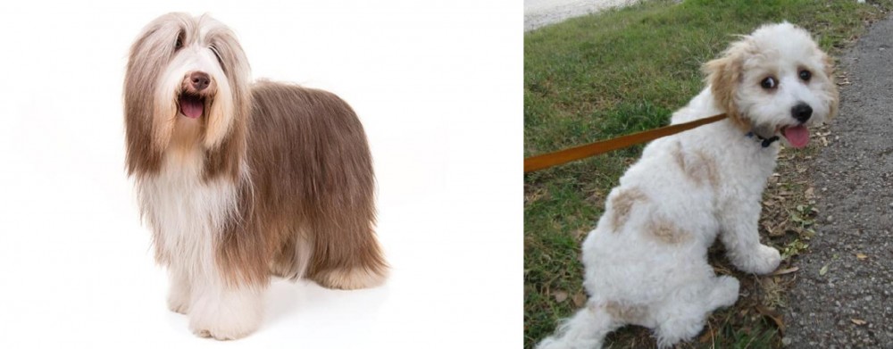 Cavachon vs Bearded Collie - Breed Comparison