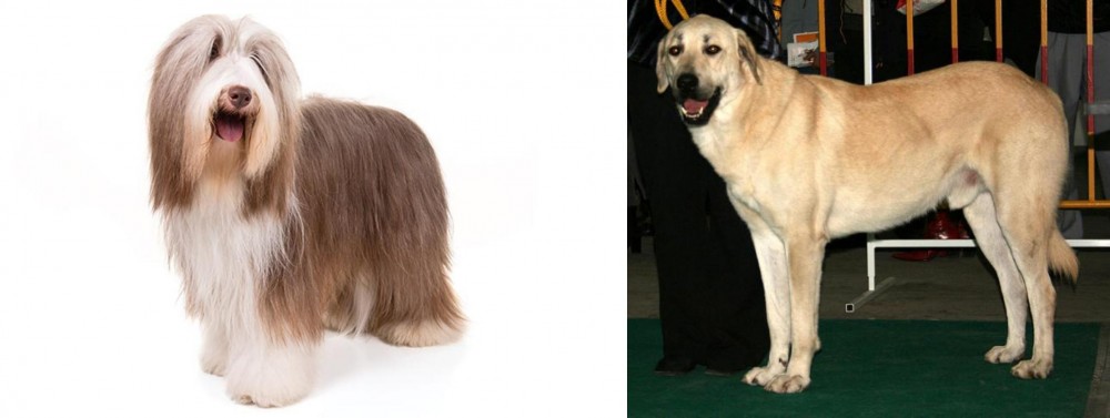 Central Anatolian Shepherd vs Bearded Collie - Breed Comparison