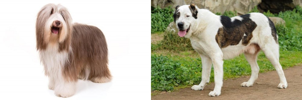 Central Asian Shepherd vs Bearded Collie - Breed Comparison