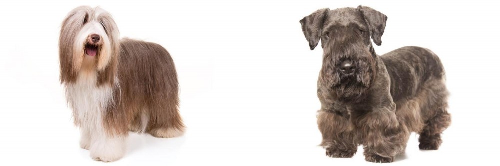 Cesky Terrier vs Bearded Collie - Breed Comparison