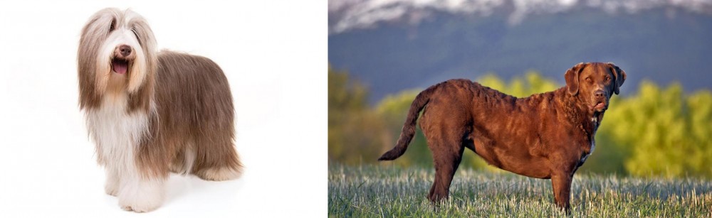 Chesapeake Bay Retriever vs Bearded Collie - Breed Comparison