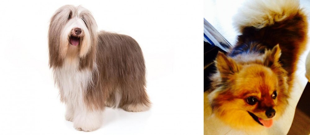 Chiapom vs Bearded Collie - Breed Comparison