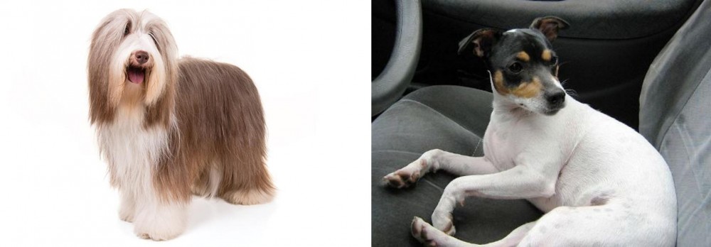 Chilean Fox Terrier vs Bearded Collie - Breed Comparison