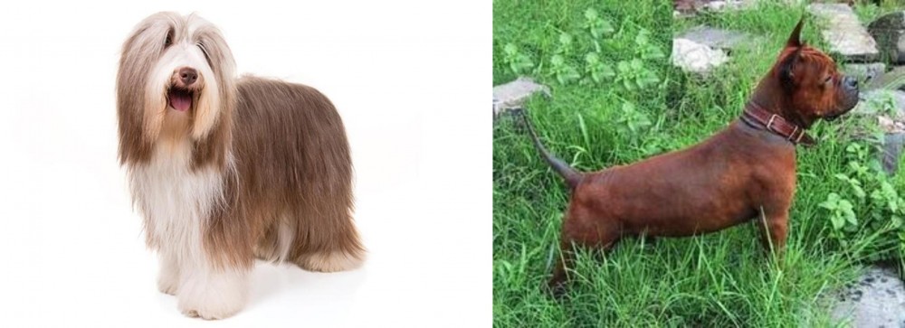 Chinese Chongqing Dog vs Bearded Collie - Breed Comparison