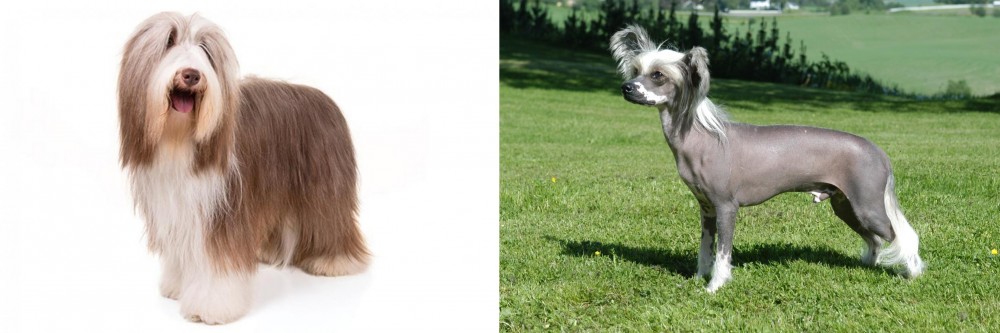 Chinese Crested Dog vs Bearded Collie - Breed Comparison