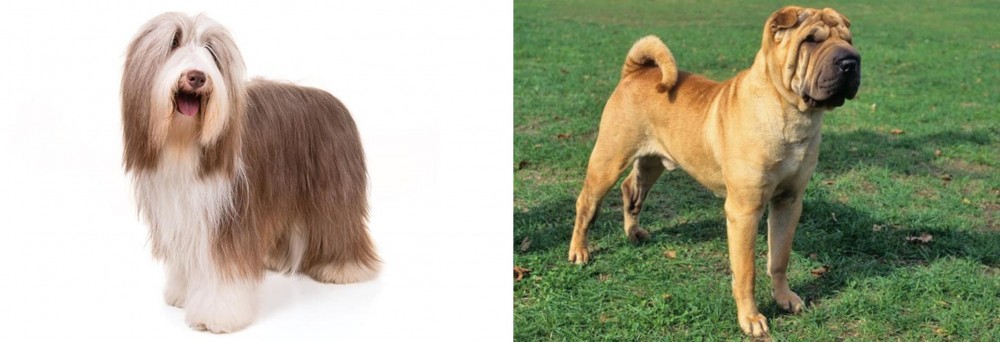 Chinese Shar Pei vs Bearded Collie - Breed Comparison