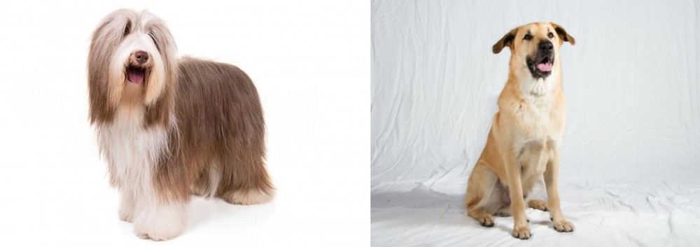 Chinook vs Bearded Collie - Breed Comparison