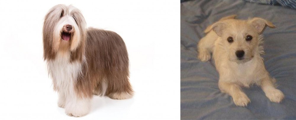 Chipoo vs Bearded Collie - Breed Comparison