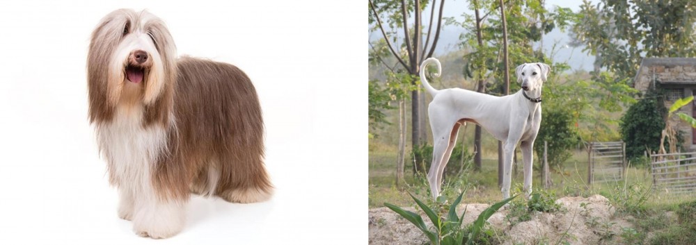 Chippiparai vs Bearded Collie - Breed Comparison