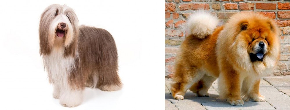 Chow Chow vs Bearded Collie - Breed Comparison