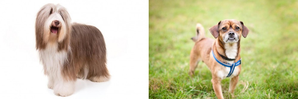 Chug vs Bearded Collie - Breed Comparison