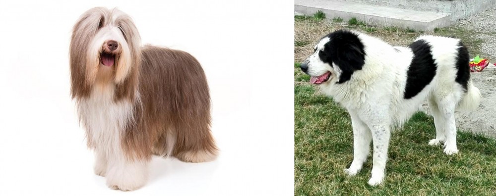 Ciobanesc de Bucovina vs Bearded Collie - Breed Comparison