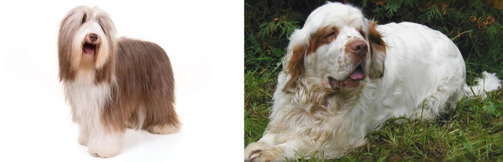 Clumber Spaniel vs Bearded Collie - Breed Comparison