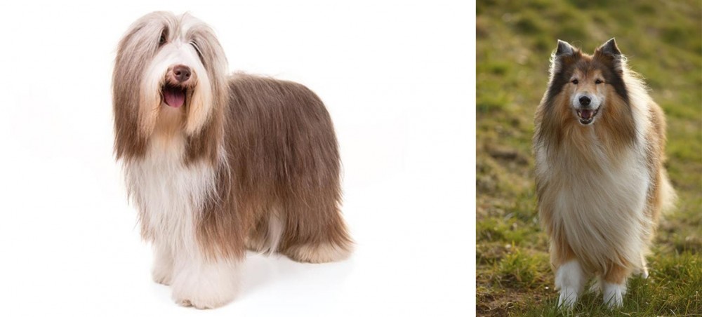 Collie vs Bearded Collie - Breed Comparison